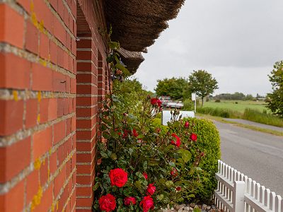 Rosen vor dem Haus